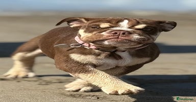 English Bulldog dogs Exceptional KC English Bulldog 6 months old. - Advert 7