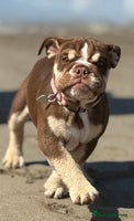 English Bulldog dogs Exceptional KC English Bulldog 6 months old. - Advert 1