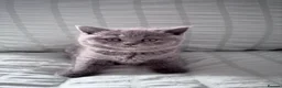 British Shorthair cats for sale: The most beautiful British shorthair kittens - Advert 15