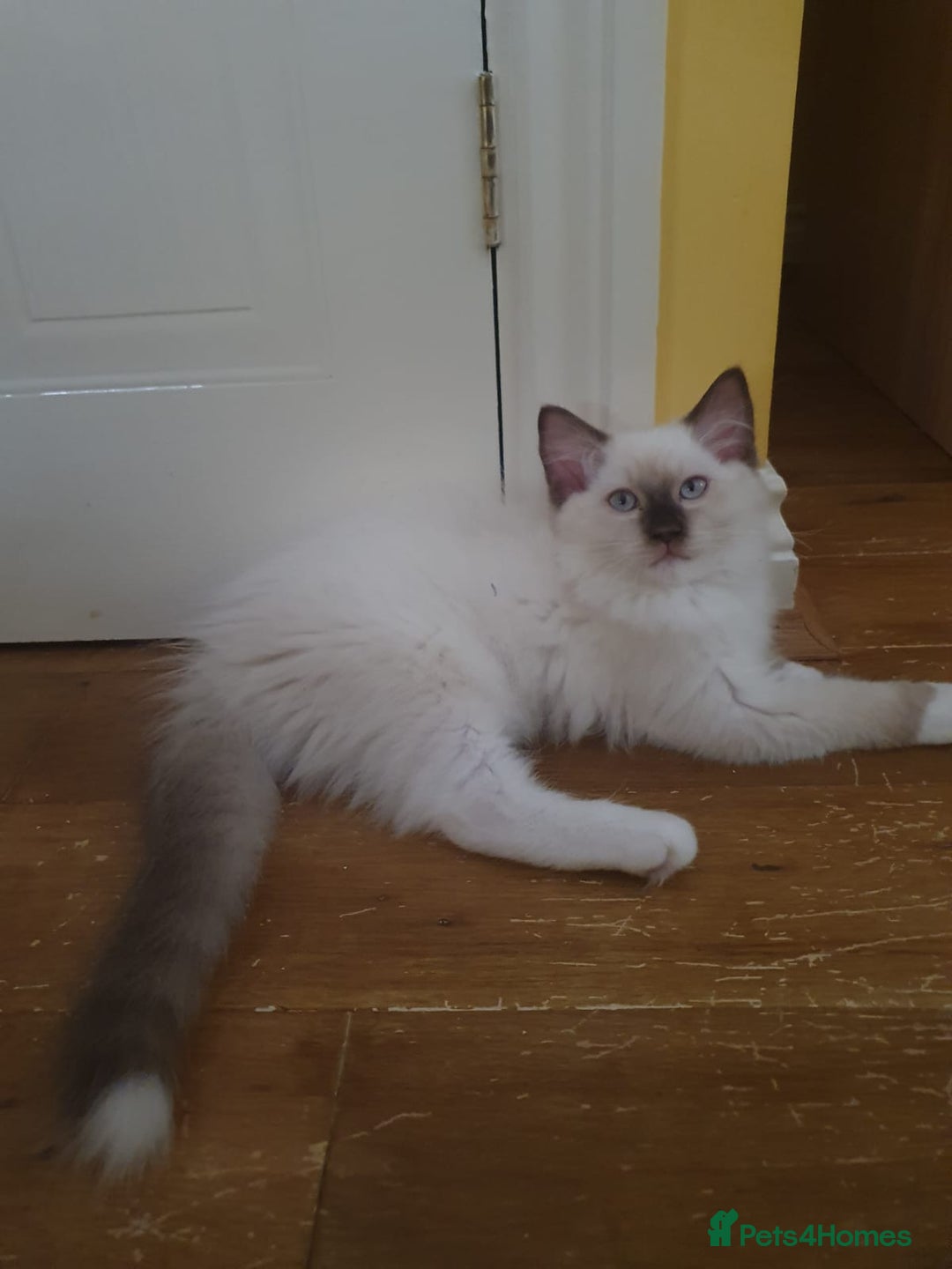 Ragdoll cats for sale: 4 Stunning Ragdoll Kittens Ready NOW  - Image 10