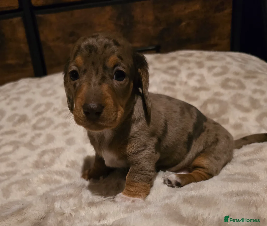 Miniature Dachshund dogs for sale: Kc reg miniature dachshunds puppies  - Advert 11