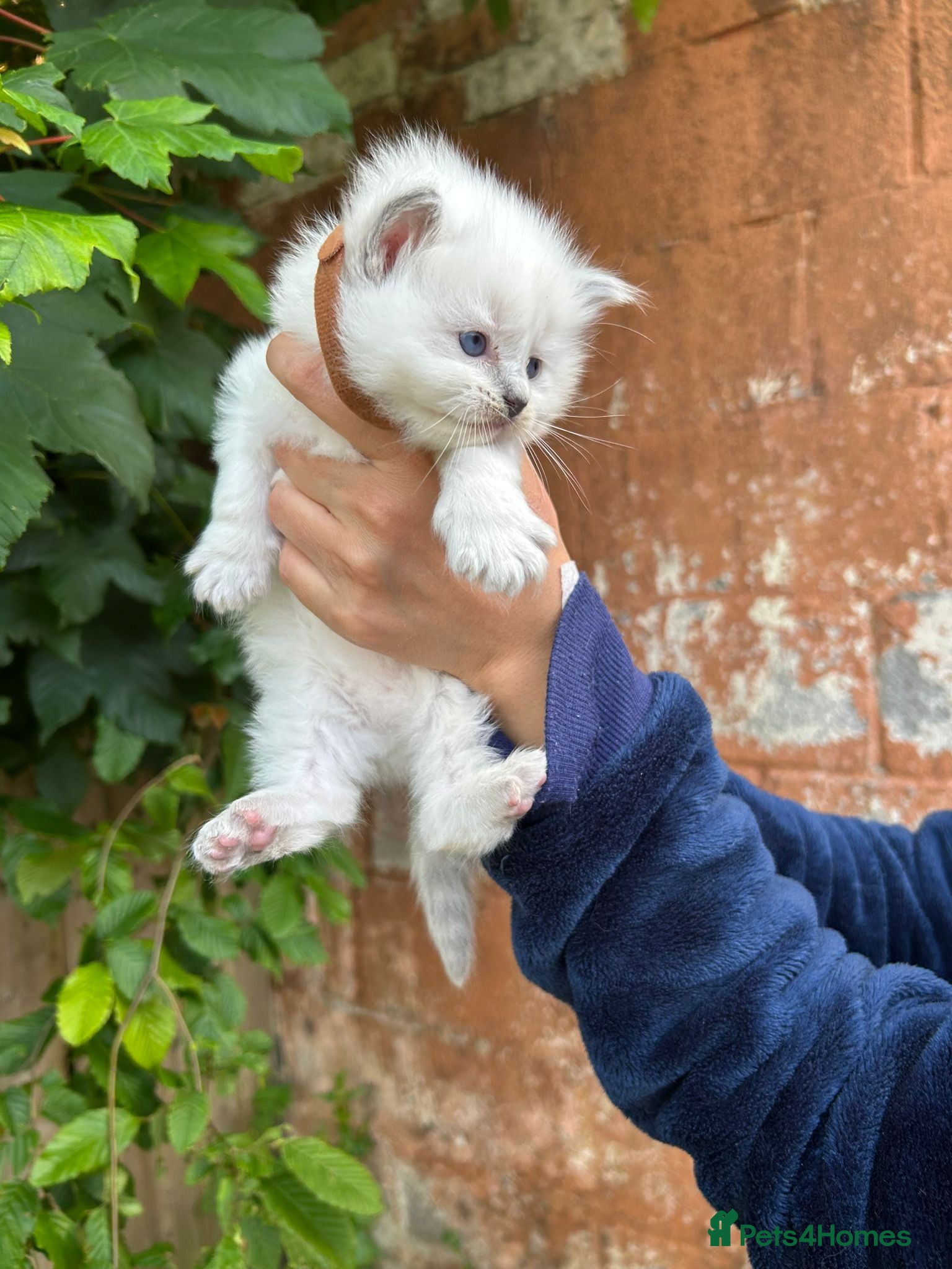 Ragdoll cats Beautiful Pure Blue Point Ragdoll Kittens - Advert 5