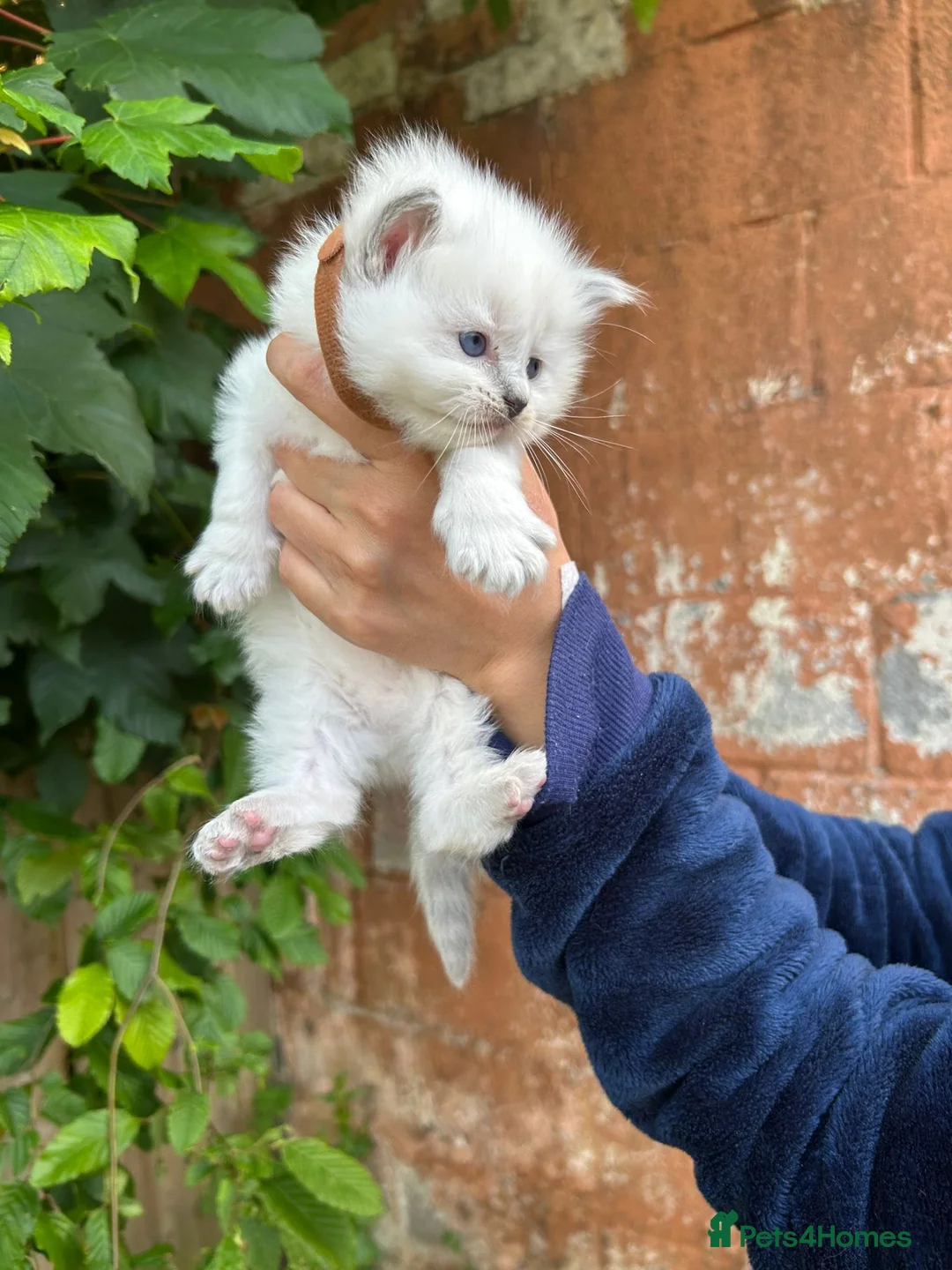 Ragdoll cats for sale: Beautiful Pure Blue Point Ragdoll Kittens - Advert 1