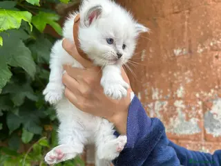 Ragdoll cats Beautiful Pure Blue Point Ragdoll Kittens - Advert 5