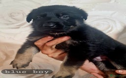 German Shepherd dogs for sale: Working line german shepherd puppies  - Image 8