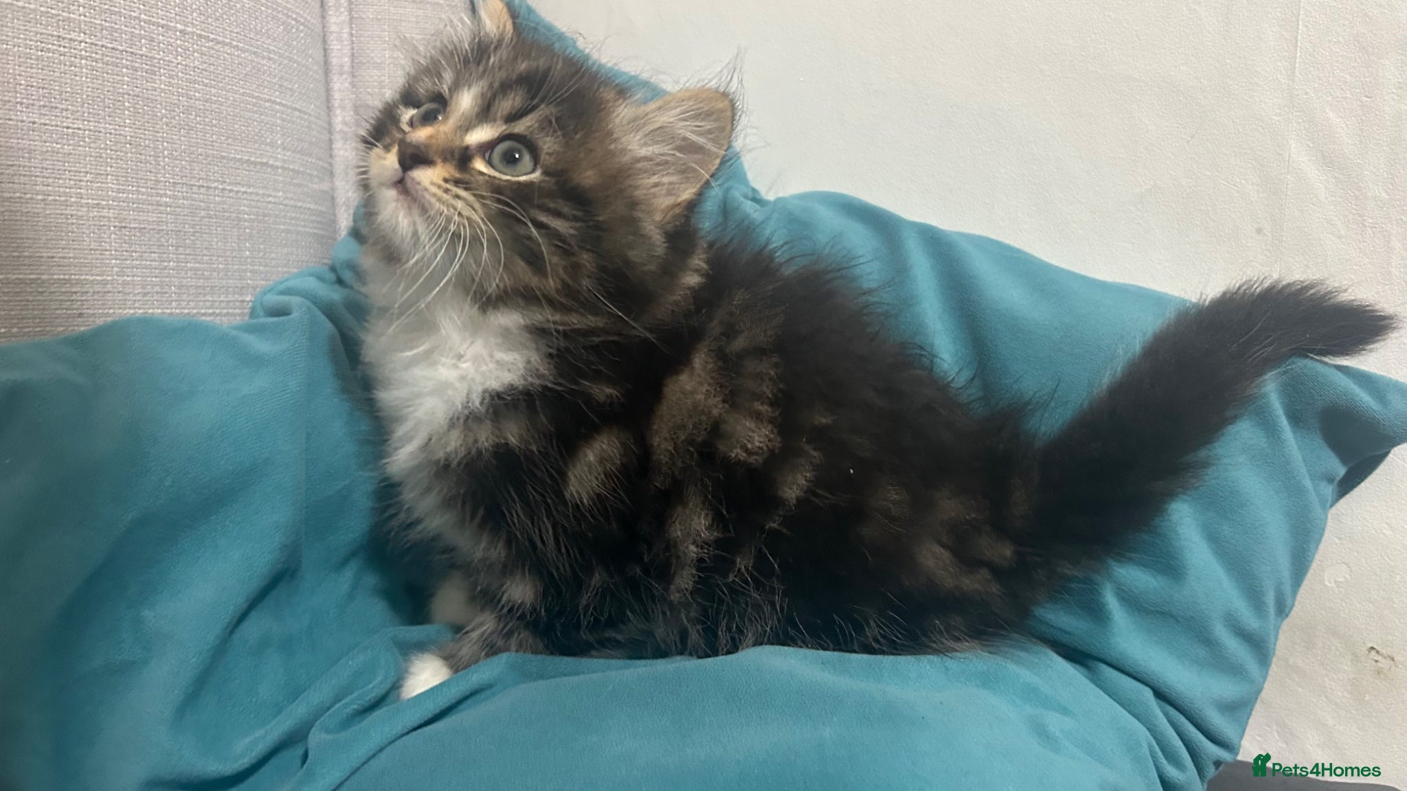 Mixed Breed cats Beautiful Bengal Ragdoll kittens ready to go now - Advert 2