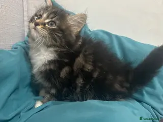 Mixed Breed cats Beautiful Bengal Ragdoll kittens ready to go now - Advert 2