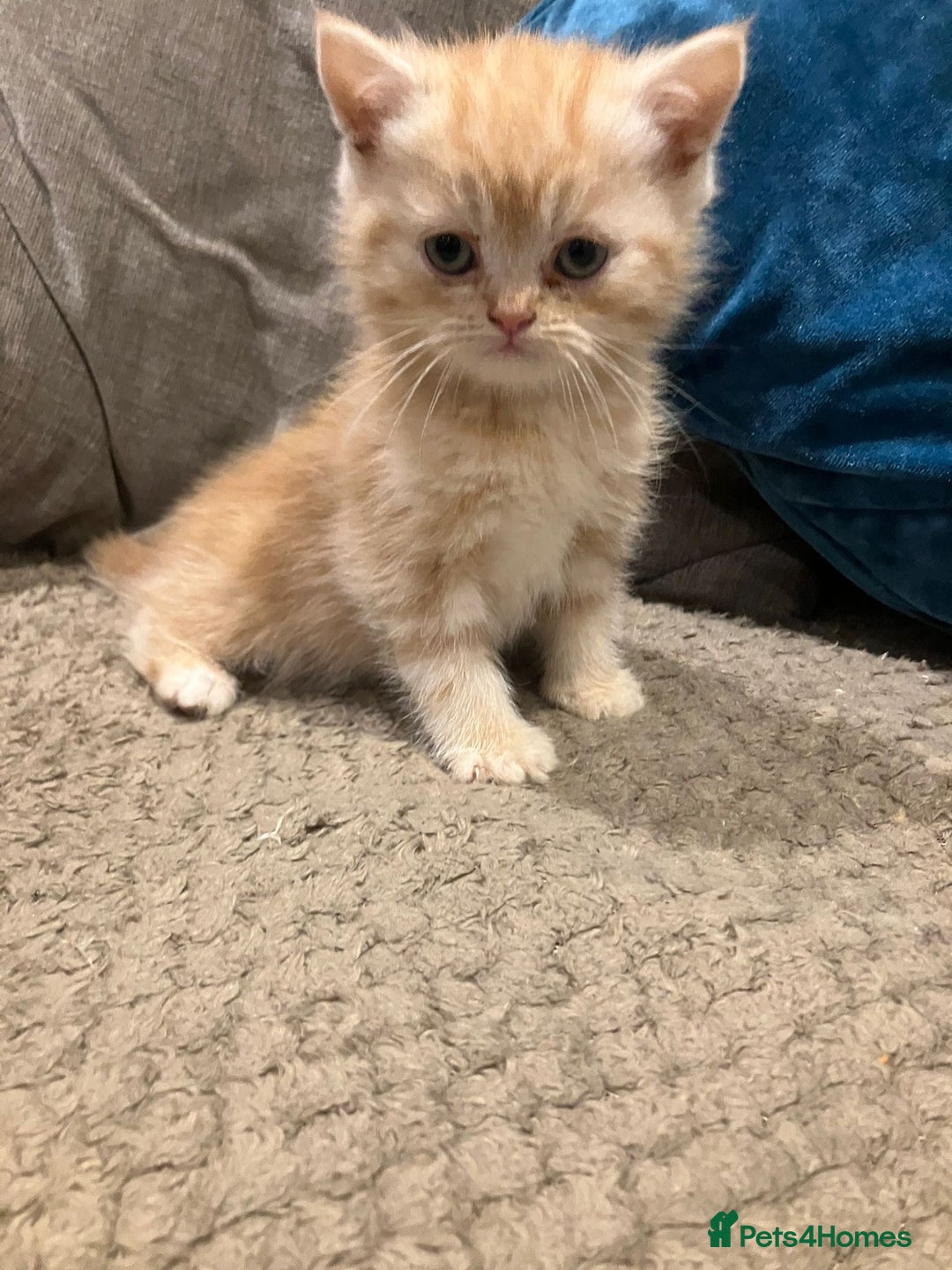 Exotic cats for sale: Pure bred exotic kittens for sale - Image 4