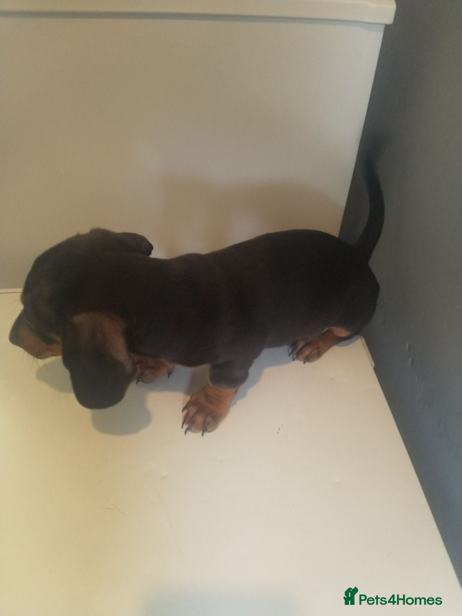 Miniature Dachshund dogs Miniature dachshund puppy boy ready now - Advert 2