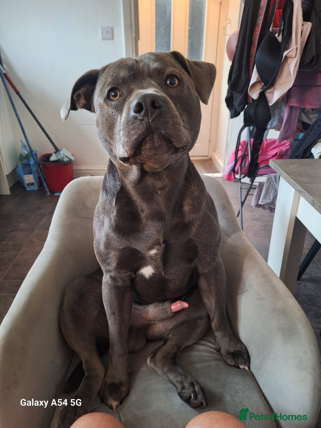 Staffordshire Bull Terrier dogs for stud: **FOR STUD** KC REGISTERED BLUE STAFF BULL TERRIOR - Advert 30
