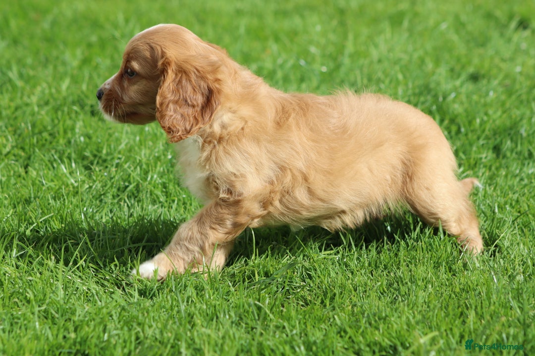Cavapoo dogs for sale: F1 Cavapoo puppies for sale - Image 34
