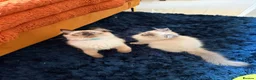 Ragdoll cats for sale: Stunning Ragdoll kittens  - Advert 13