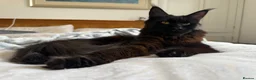 Maine Coon cats for sale: 🐾Tica registered Maine Coon Kittens Available 🐾 - Advert 8