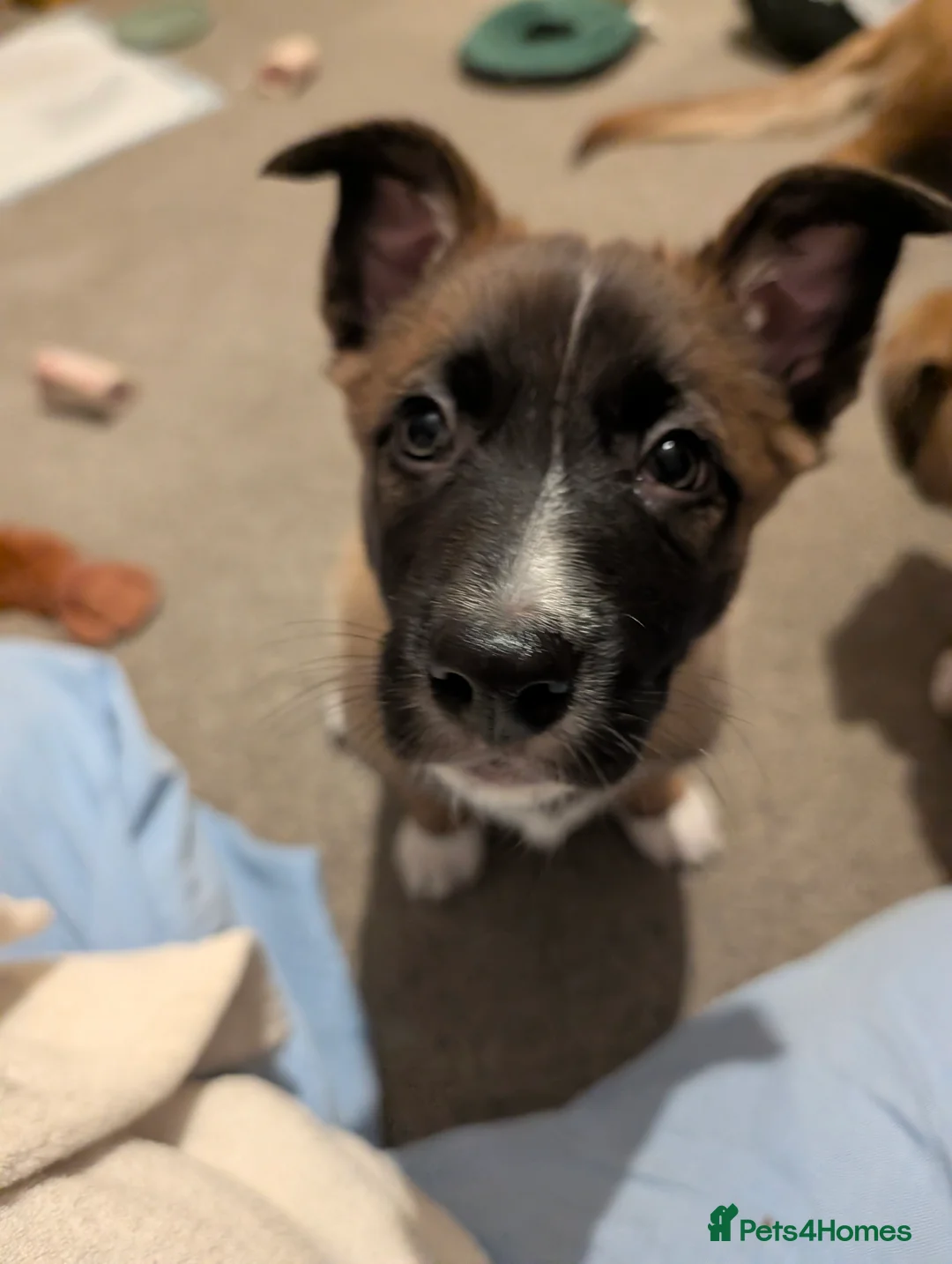 Mixed Breed dogs for sale: Belgian Malinois x Border Collie Pups Malincollie - Advert 7