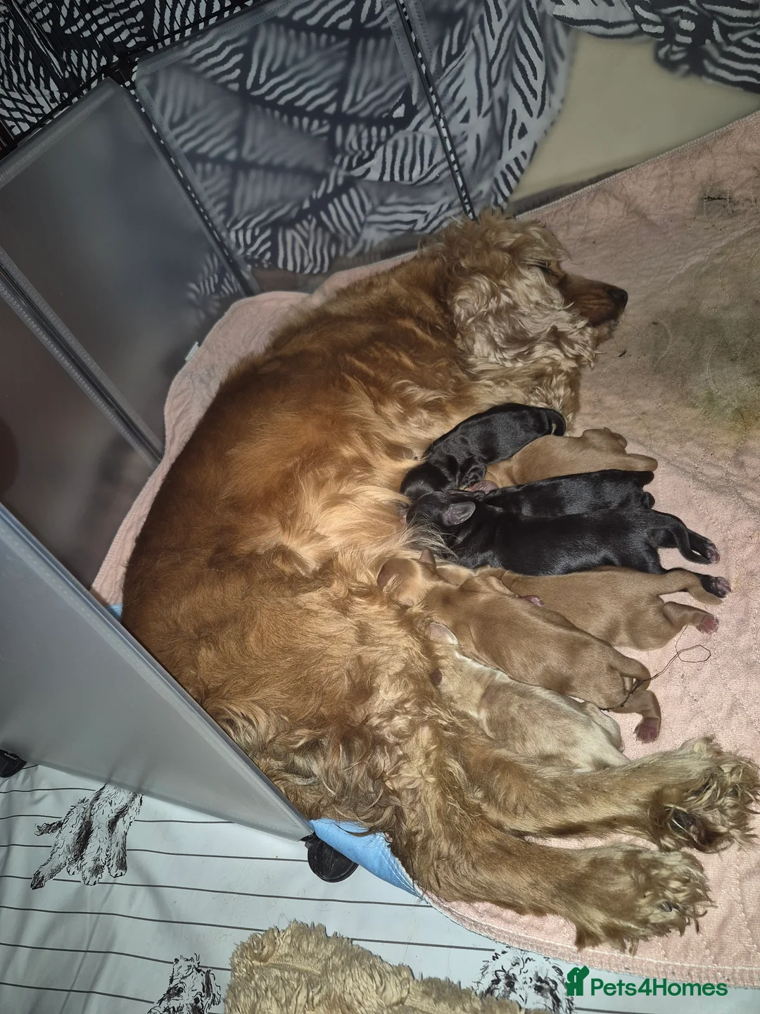 Cocker Spaniel dogs for sale: Cocker Spaniel puppies for sale - Advert 12