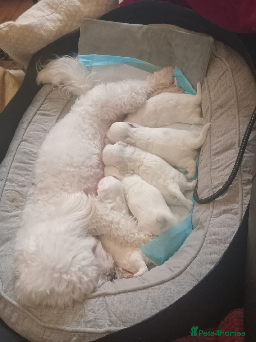 Maltese dogs for sale: 5 unsexed puppies flexi price  - Advert 2