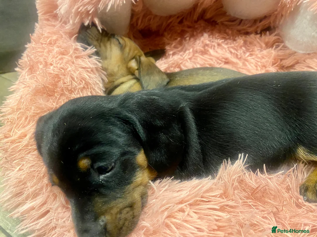Miniature Dachshund dogs for sale: Miniature dachshund  - Advert 5