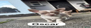 Chihuahua 2