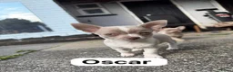Chihuahua dogs for sale: Lilac chihuahua puppies for sale  3male 1 female  - Advert 9