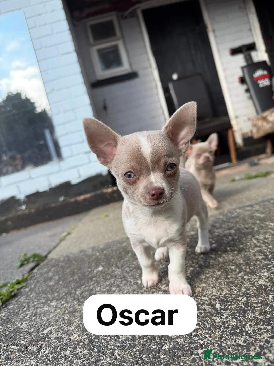 Chihuahua dogs for sale: Lilac chihuahua puppies for sale  3male 1 female  - Advert 9