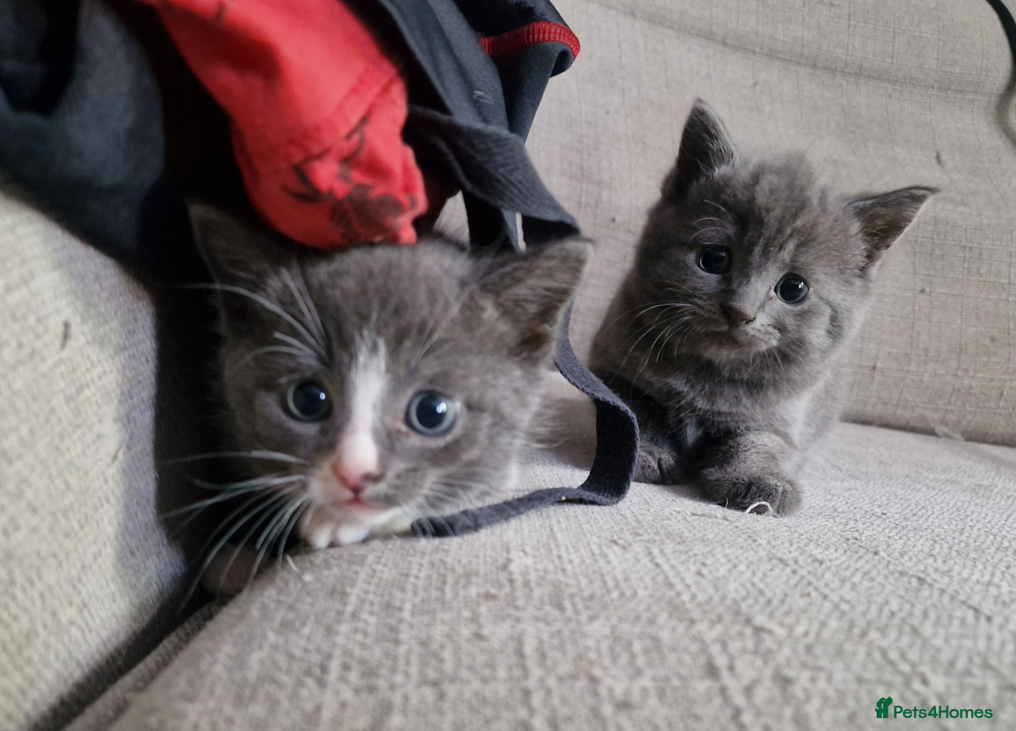 Scottish Fold cats Mixed breed kittens - Advert 1