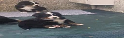 Bernese Mountain Dog dogs for sale: Bernese puppies in Newton Stewart - Advert 4