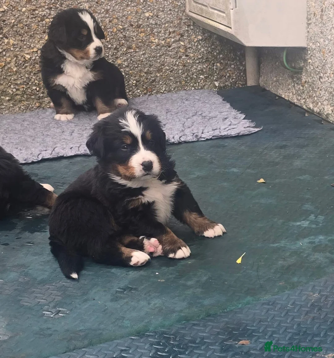 Bernese Mountain Dog dogs for sale: Bernese puppies in Newton Stewart - Advert 4
