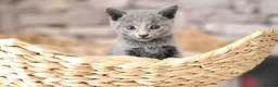 Russian Blue cats for sale: Pure Russian Blue kittens for sale 💙  - Advert 11