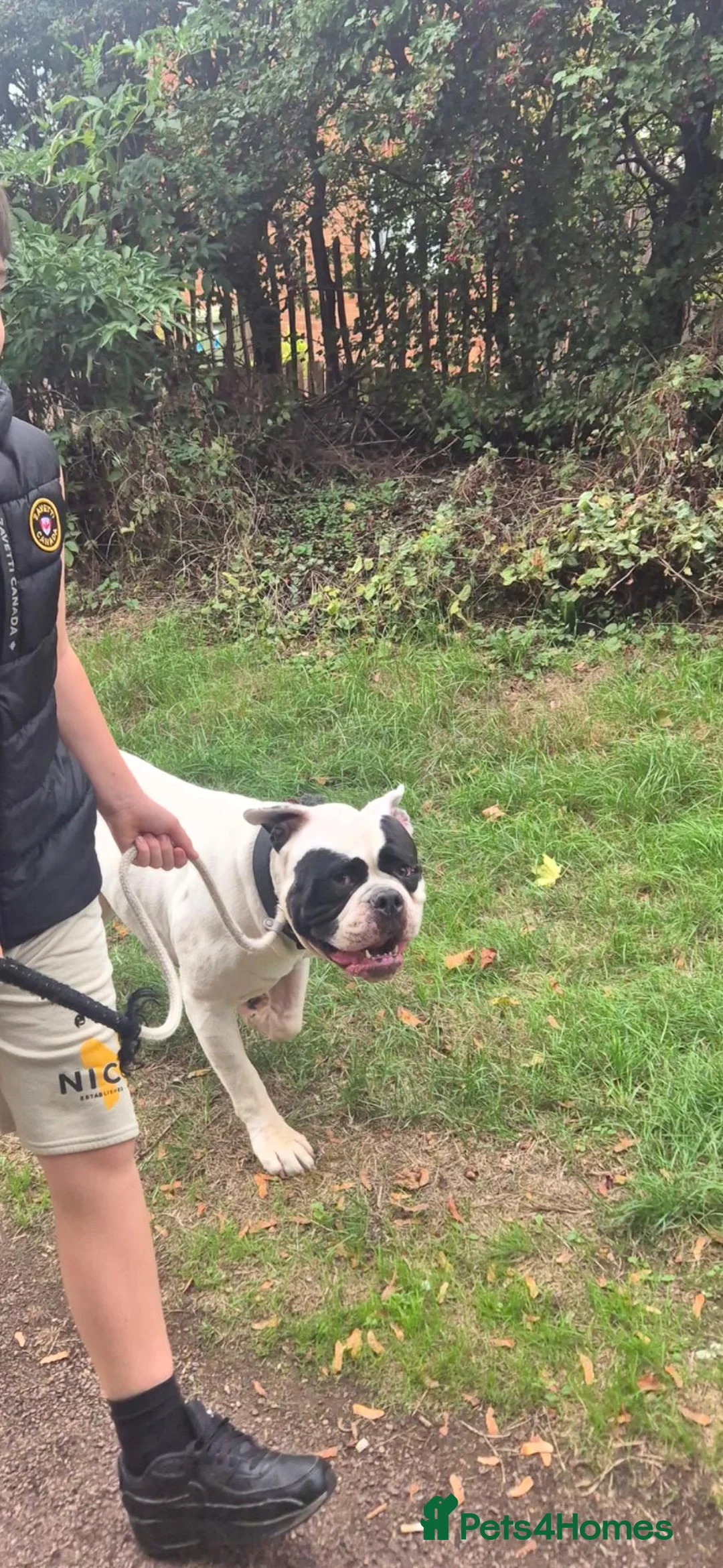 American Bulldog dogs for sale: Johnsons american bulldog 3 years old - Advert 2