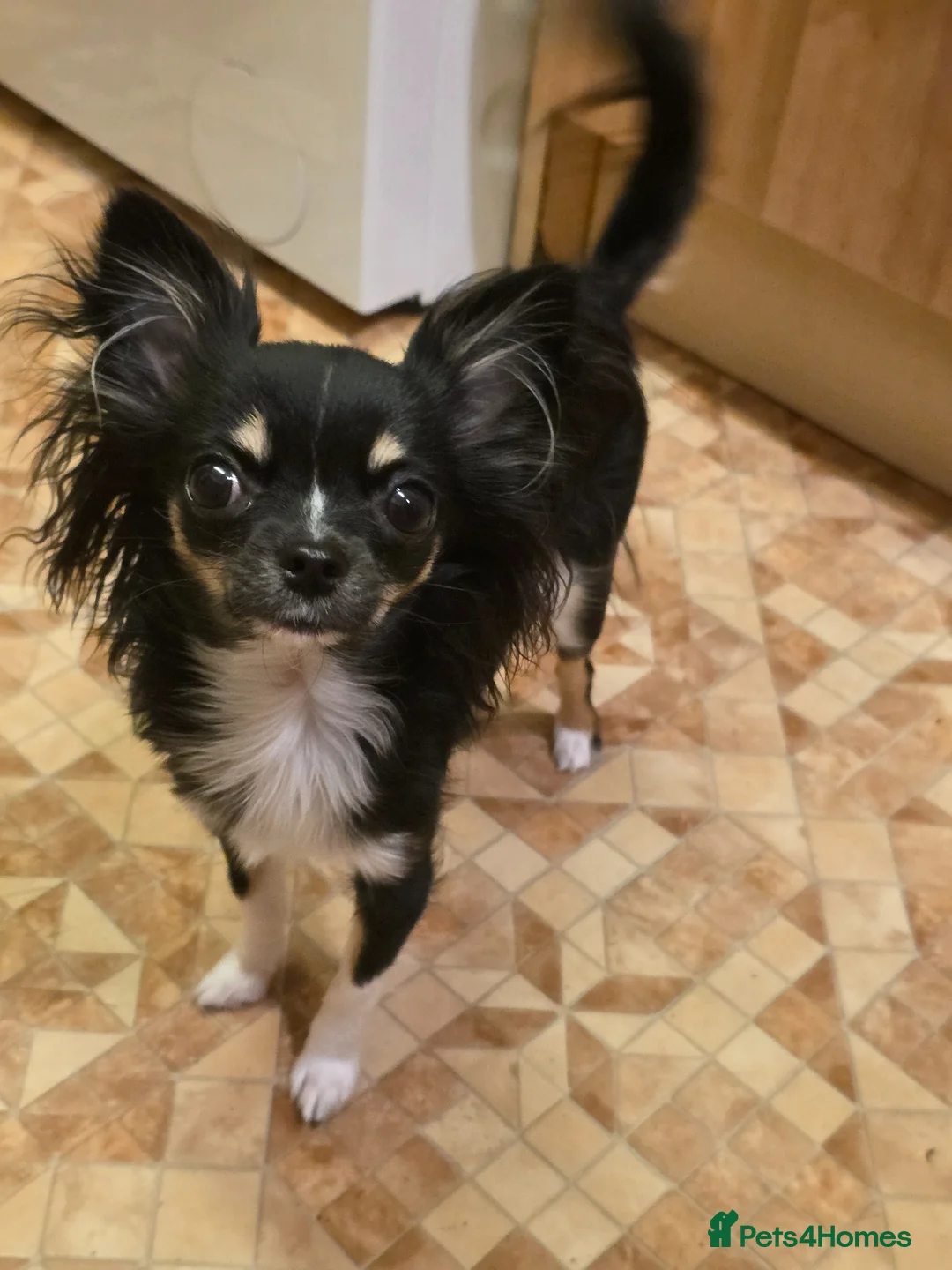 Chihuahua dogs for sale: 1 year old female chihuahua  - Advert 1