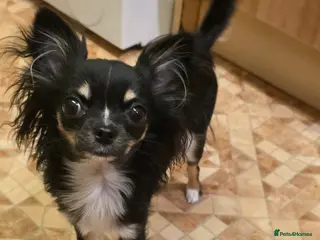 Chihuahua dogs 1 year old female chihuahua - Advert 9