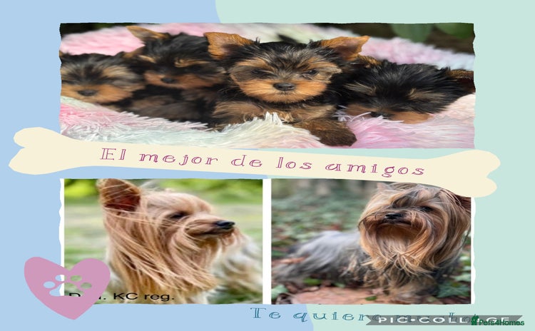 Yorkshire Terrier dogs - Advert 2