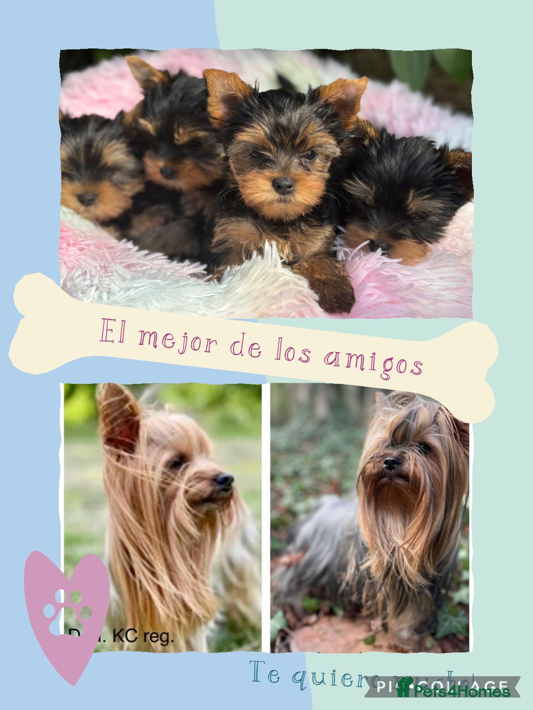 Yorkshire Terrier dogs for sale: Outstanding KC reg purebred Yorkshire terriers - Image 1