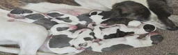Whippet dogs for sale: Whippet puppies  in Tonbridge - Advert 1