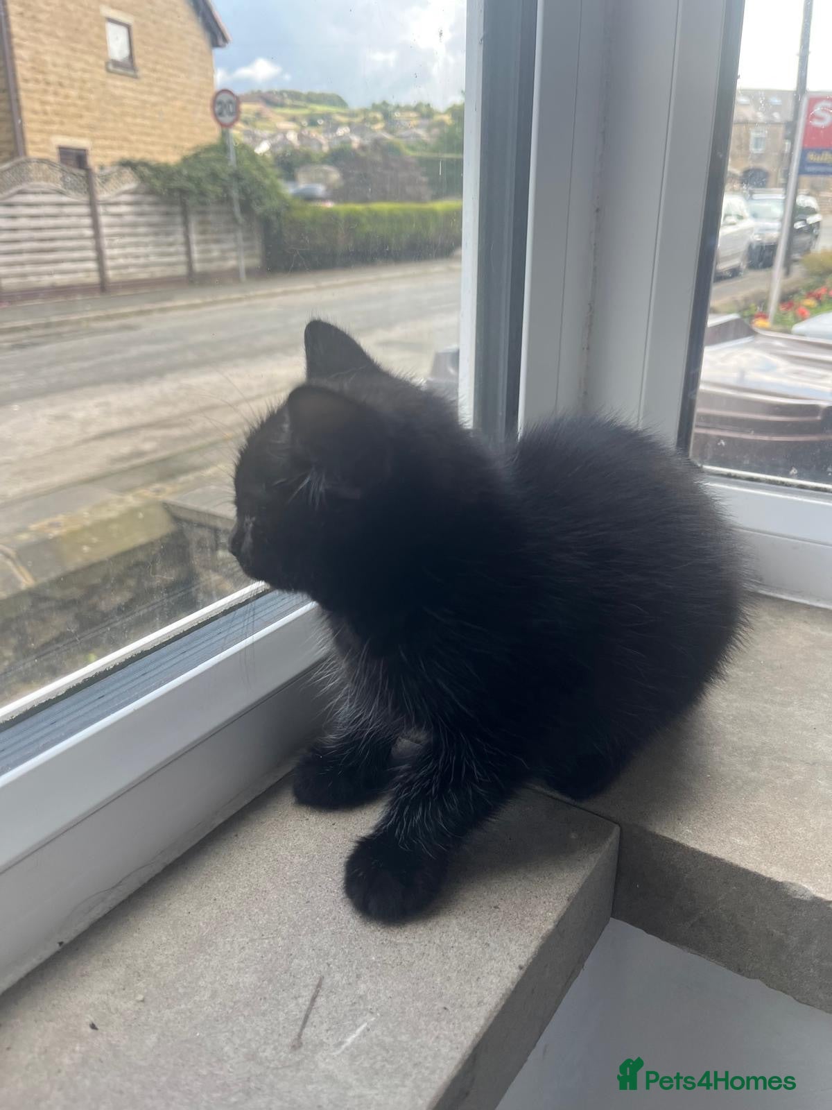 Domestic Shorthair cats Beautiful Black & Black/White Kittens Available - Advert 1
