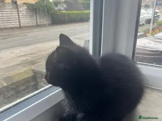 Domestic Shorthair cats Beautiful Black & Black/White Kittens Available - Advert 1