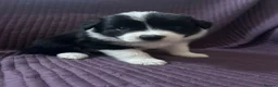 Border Collie dogs for sale: KC reg. Border Collie puppies!!! - Advert 7