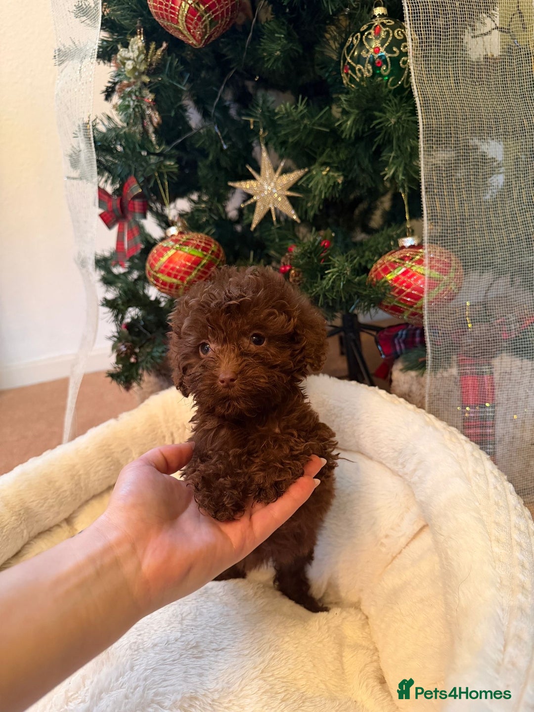 Cavapoo dogs for sale: Beautiful toy Cavapoo puppies for sale - Advert 5