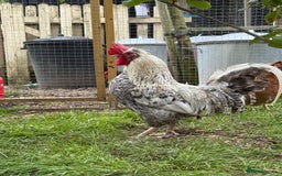 Chickens poultry for sale: Cockerels For Sale - Image 1
