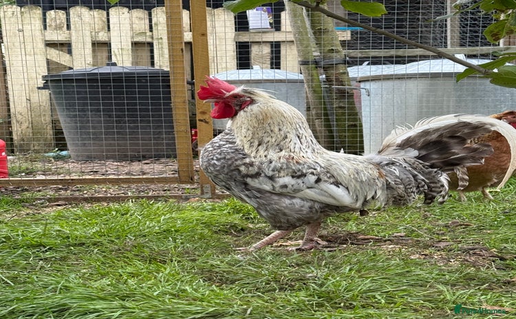 Chickens poultry - Advert 14