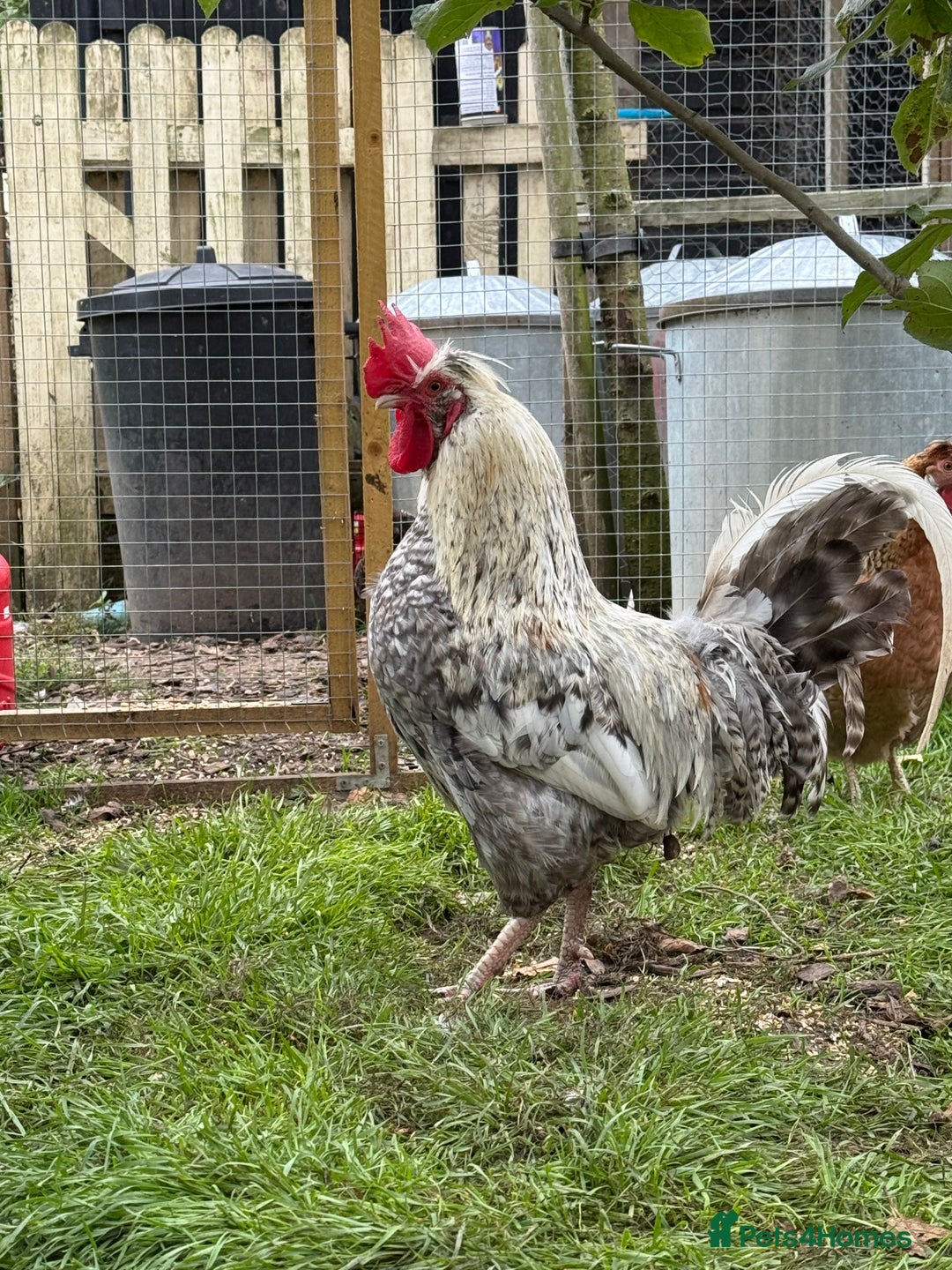 Chickens poultry for sale: Cockerels For Sale - Image 1