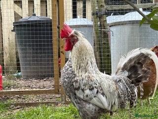 Chickens poultry - Advert 1