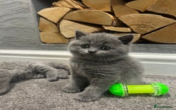 British Shorthair cats for sale: Pedigree Blue British Shorthair 💙💙💙💗💗💗💗 - Image 24