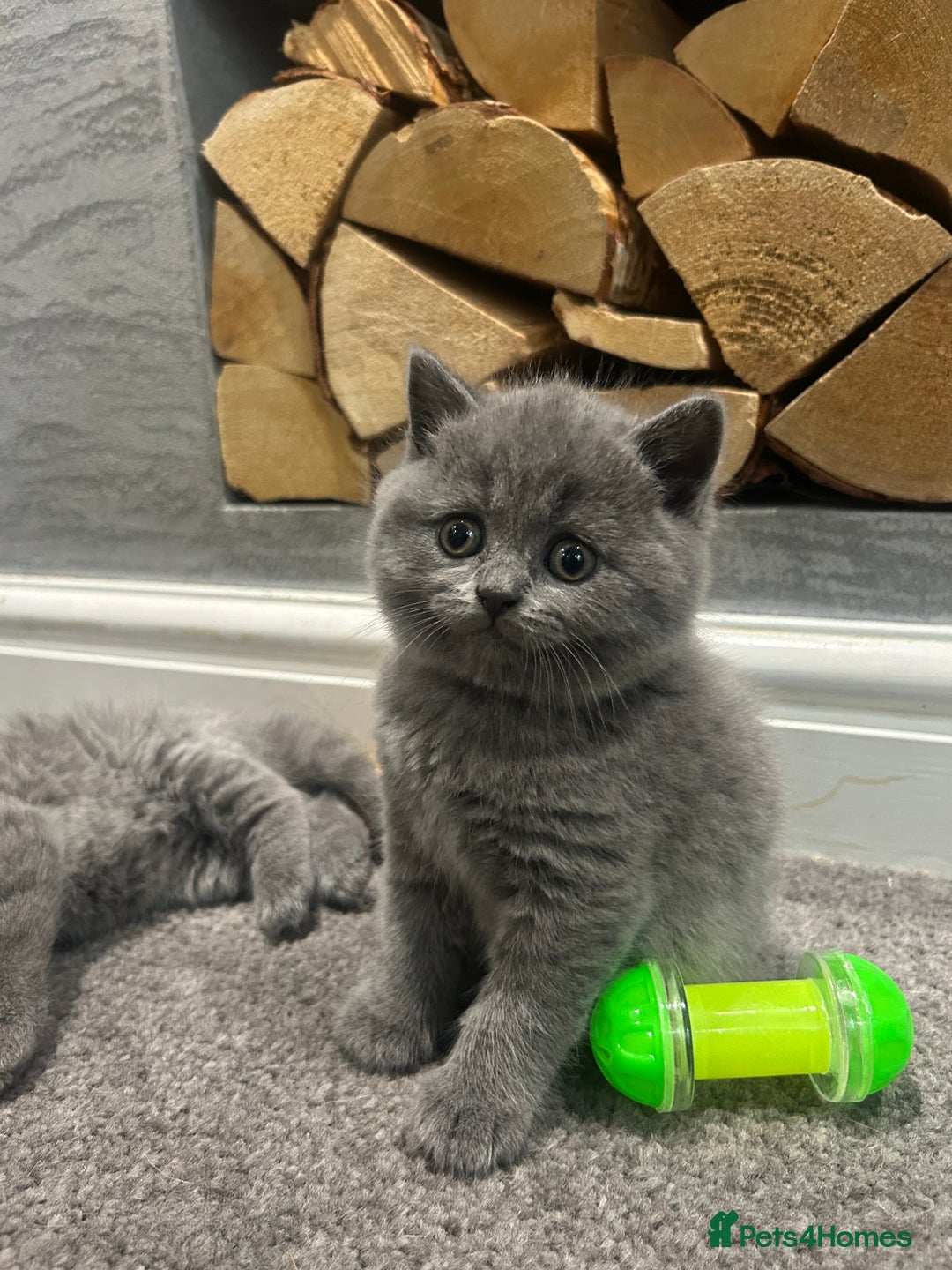 British Shorthair cats for sale: Pedigree Blue British Shorthair 💙💙💙💗💗💗💗 - Image 24