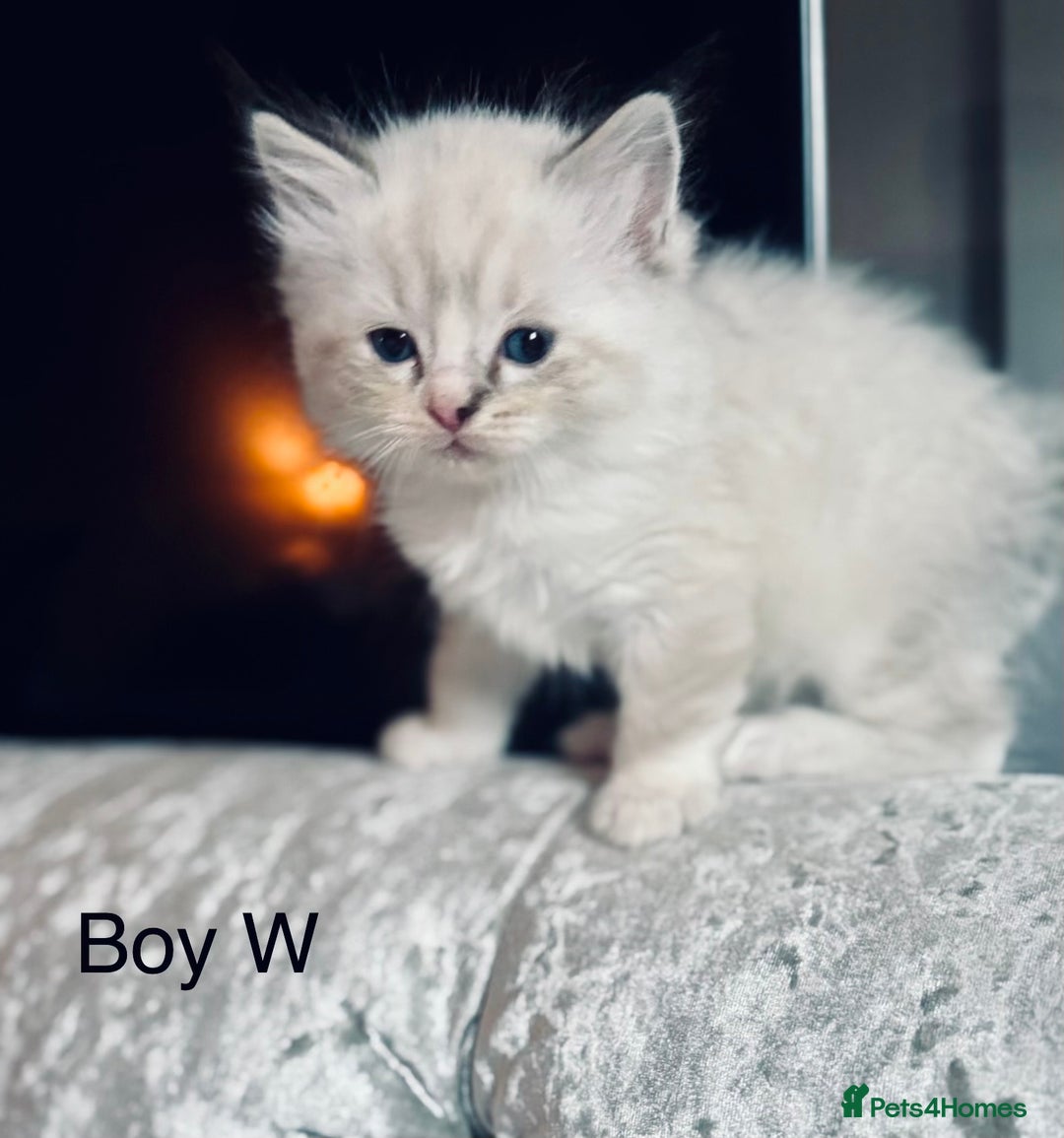 Ragdoll cats for sale: Classic & Mink Ragdoll Kittens - Advert 5