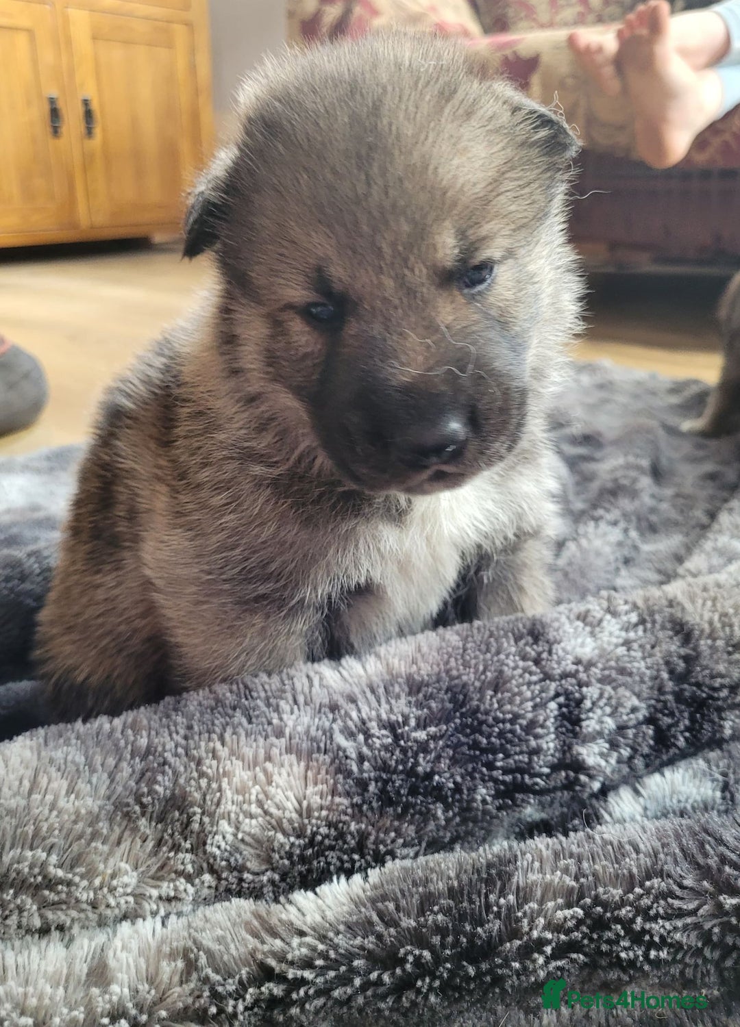 Northern Inuit dogs for sale: RARE BREED TAMASKAN Registered and Embarked - Advert 4