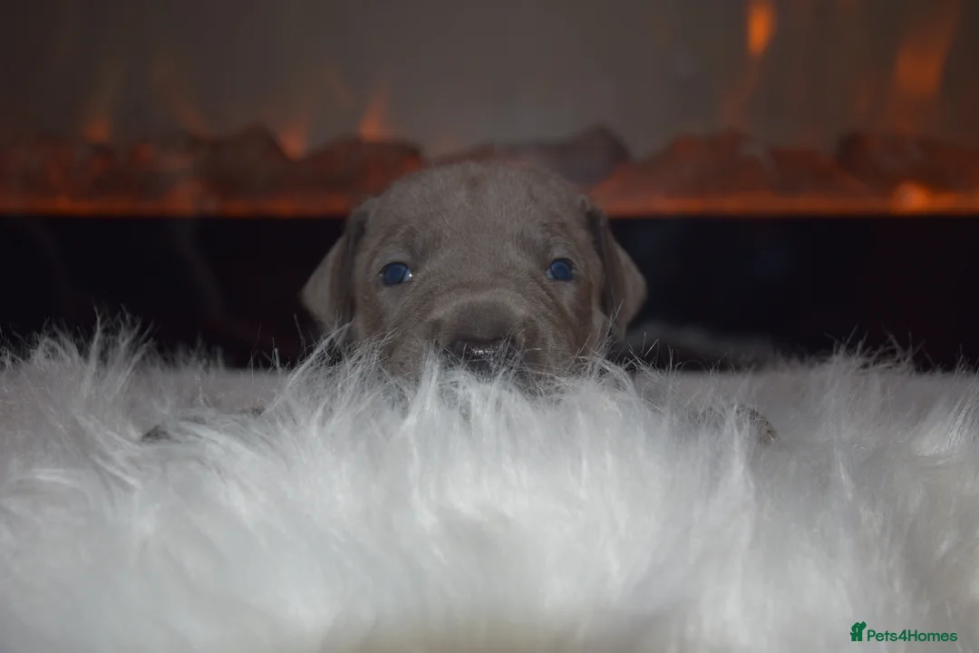 Great Dane dogs for sale: Solid Blue Great Dane Pups - Advert 5