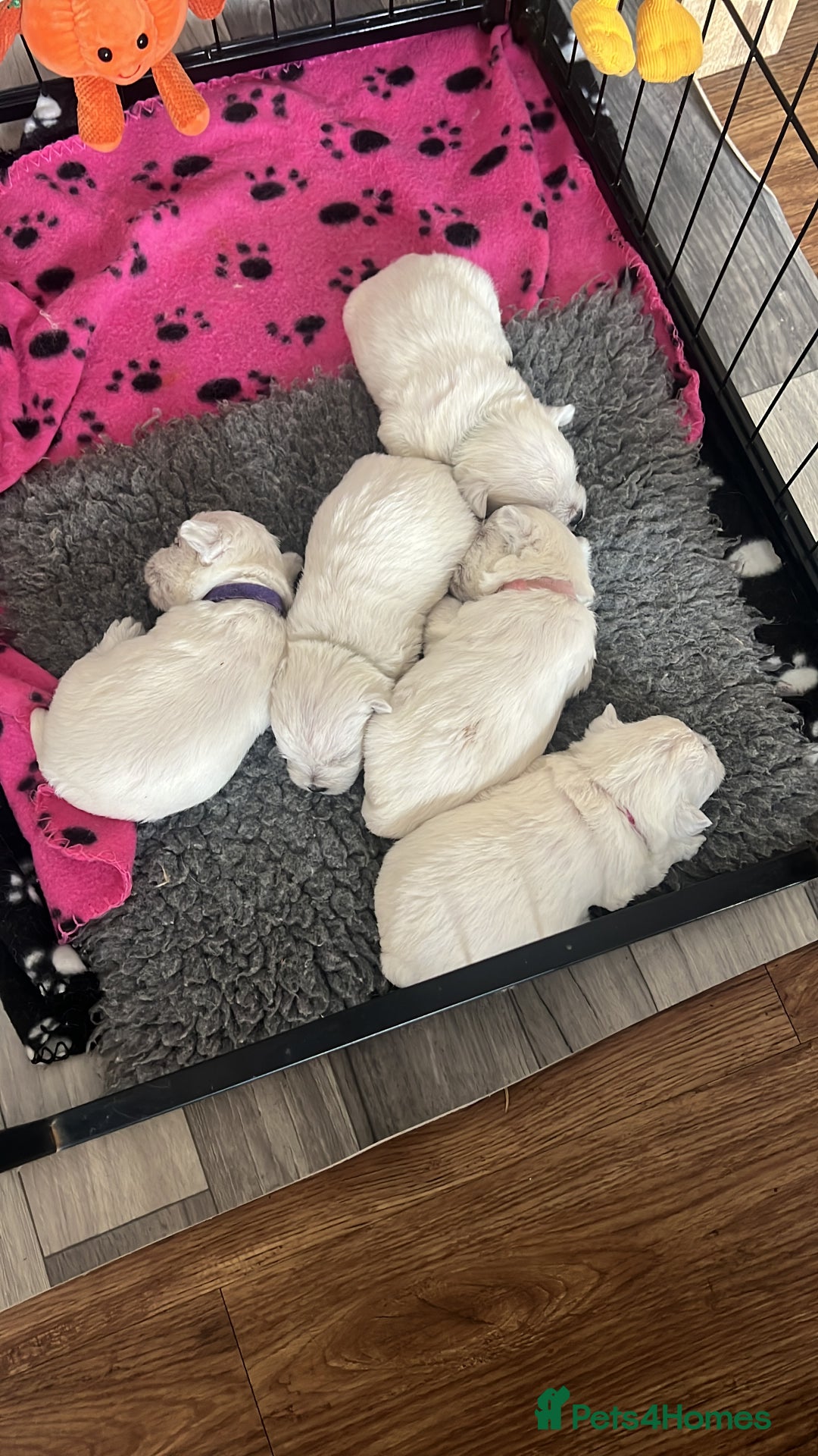 West Highland Terrier dogs for sale: !!CHAMPION LINES!! West highland terriers  - Image 9