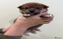 Japanese Shiba Inu dogs for sale: 🐕 KC reg Japanese Shiba Inu Puppies 🐕 - Image 2