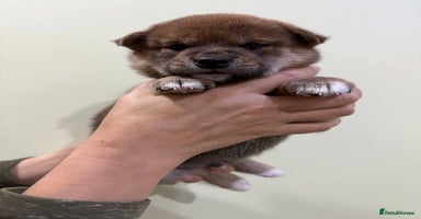 Japanese Shiba Inu dogs - Advert 7